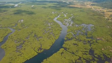 Asya 'daki Mangrove Ormanı