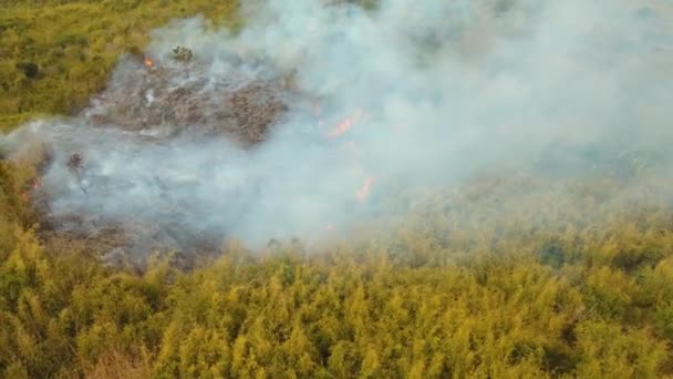 Fuego en un arbusto tropical — Vídeos de Stock