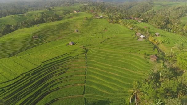 Hava Manzaralı Yeşil Pirinç Terası Ekili Tarım Arazisi Endonezya Kırsalında — Stok video