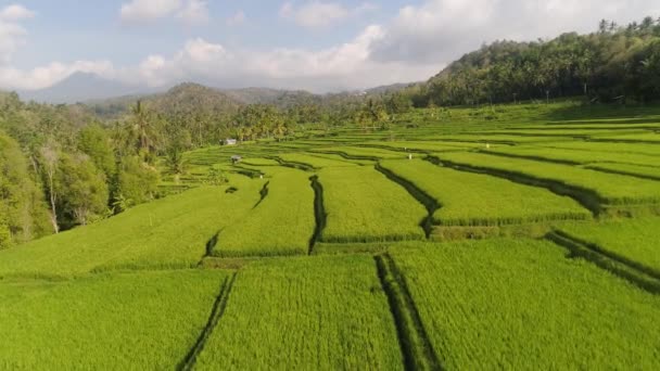 Rizsteraszok és mezőgazdasági földterületek Indonéziában — Stock videók