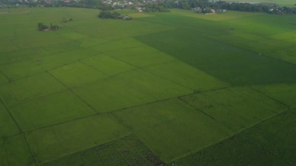 Paesaggio tropicale con terreni agricoli, montagne. — Video Stock