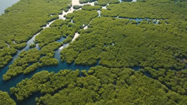 Mangrove bos in Azië — Stockvideo