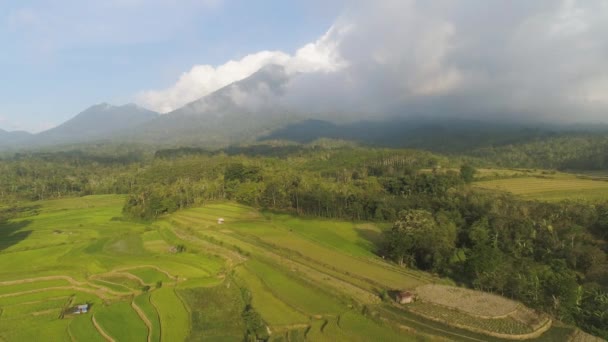 Tierras de cultivo y aldea Bali, Indonesia. — Vídeo de stock
