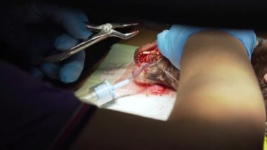 Köpek diş temizliği.