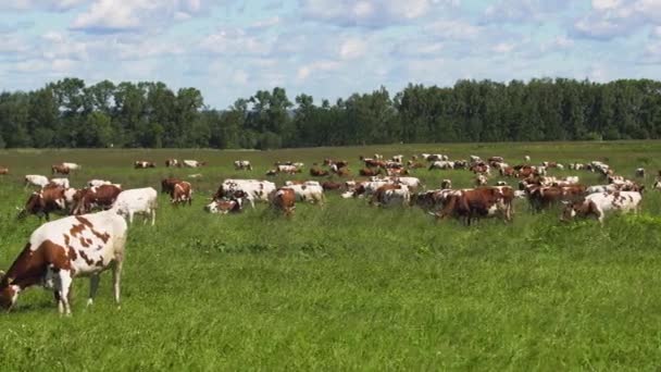 奶牛在牧场上吃草 — 图库视频影像