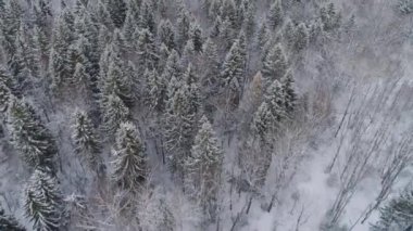 Ormanlı kış manzarası.