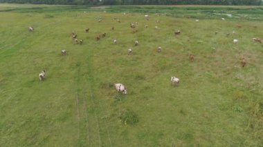 İnekler otlakta otlar.