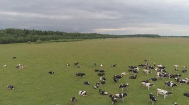 İnekler otlakta otlar.