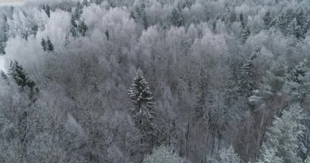 Зимовий пейзаж з лісом . — стокове відео