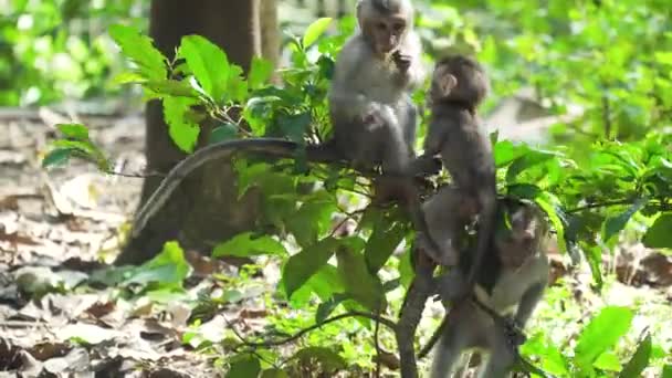 Affen im Wald auf Bali. — Stockvideo