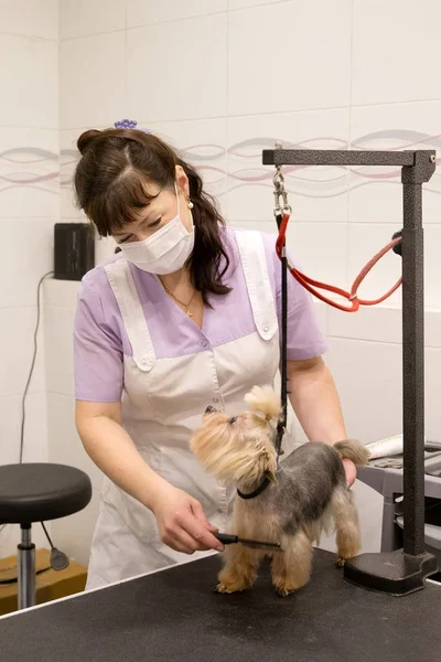 Dog in pet grooming salon.
