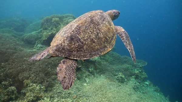 Sea turtle under water.