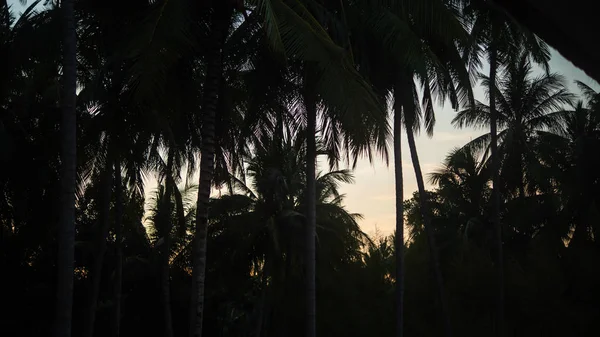 棕榈树和蓝天 — 图库照片