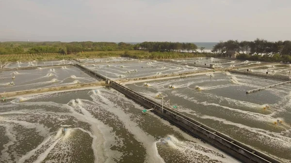Endonezya 'da karides yetiştiriciliği