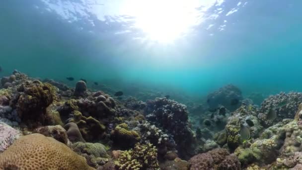 Koraalrif en tropische vis — Stockvideo