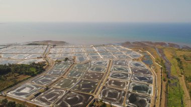 Endonezya 'da karides yetiştiriciliği