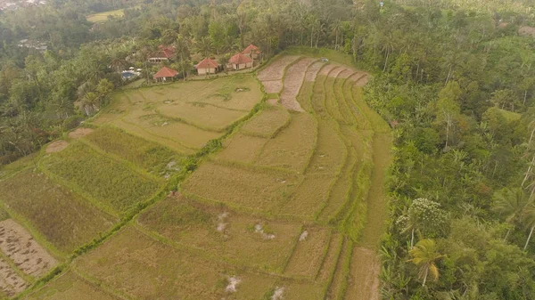 Paisaje tropical con tierras agrícolas en indonesia —  Fotos de Stock