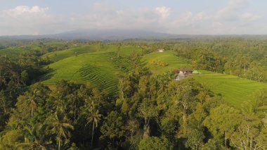 Endonezya 'da tarım arazisi olan pirinç tarlaları