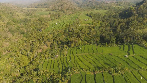 Terrazas de arroz y tierras agrícolas en indonesia —  Fotos de Stock