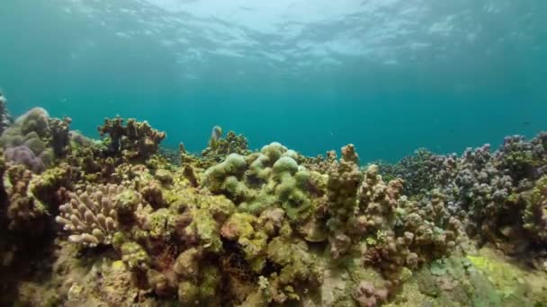 Arrecife de coral y peces tropicales — Vídeo de stock