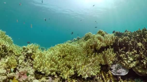 Korálové útesy a tropické ryby — Stock video