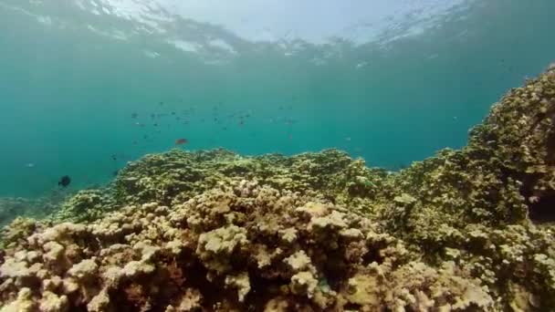 Recifes de coral e peixes tropicais — Vídeo de Stock