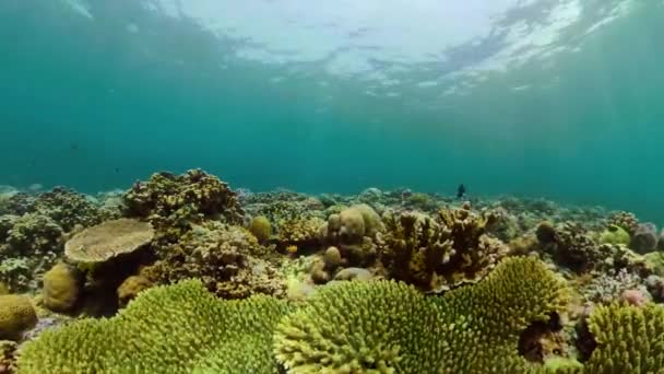 Rafa koralowa i ryby tropikalne — Wideo stockowe