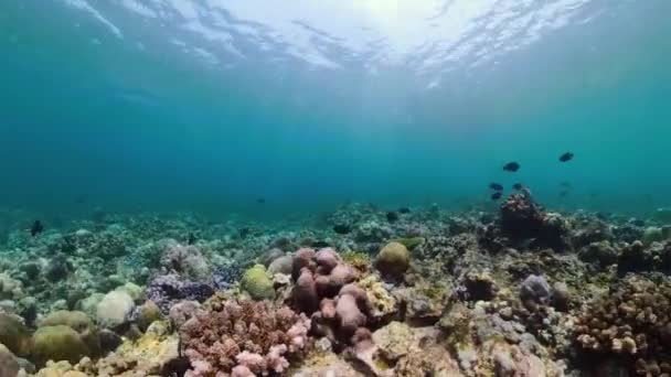 Koralliriutta ja trooppiset kalat — kuvapankkivideo