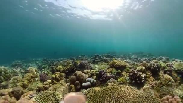 Arrecife de coral y peces tropicales — Vídeos de Stock