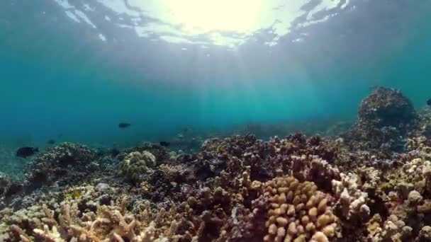 Arrecife de coral y peces tropicales — Vídeos de Stock