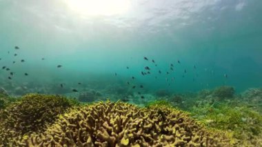 Mercan resifi ve tropikal balıklar