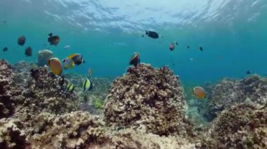 Mercan kayalıkları ve tropikal balıklar sualtı dünyası mercan resiflerinde dalıyor ve şnorkelle yüzüyor. Sert ve yumuşak mercanlar sualtı manzarası