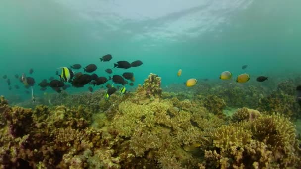 Recifes de coral e peixes tropicais — Vídeo de Stock