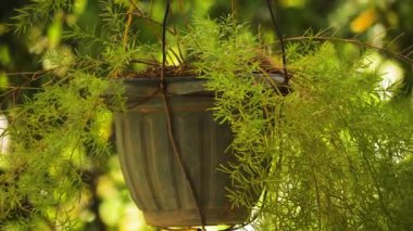 tropikal saksılı bitki