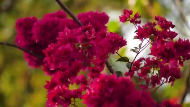 Bunga merah muda tropis Bougainvillea — Stok Video