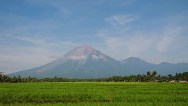 Terrazas de arroz y tierras agrícolas en indonesia — Vídeos de Stock
