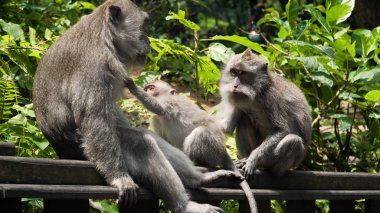 Bali 'deki ormanda maymunlar.
