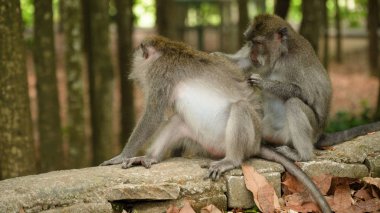 Bali 'deki ormanda maymunlar.