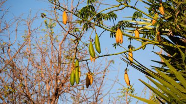 Tropik ağaç Endonezya