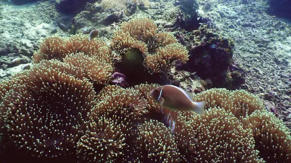 Récif corallien et poissons tropicaux — Photo