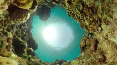 Mercan resifi ve tropikal balıklar