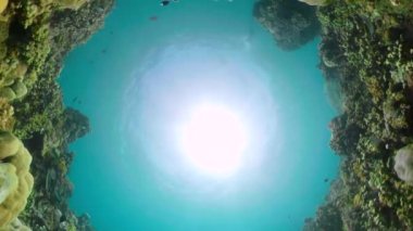 Mercan resifi ve tropikal balıklar