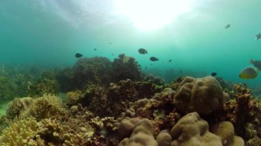 Mercan resifi ve tropikal balıklar