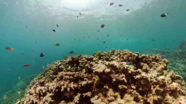 Mercan resifi ve tropikal balıklar
