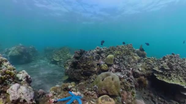 Arrecife de coral y peces tropicales — Vídeo de stock