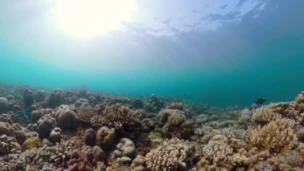 珊瑚礁和热带鱼类 水下世界潜水和在珊瑚礁上潜水 水下硬珊瑚和软珊瑚景观 — 图库视频影像