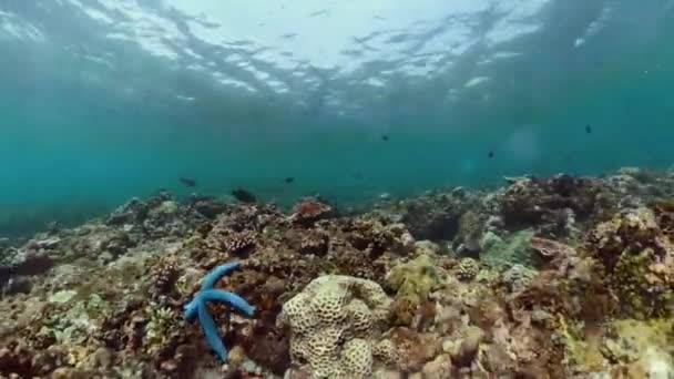 Arrecife de coral y peces tropicales — Vídeos de Stock