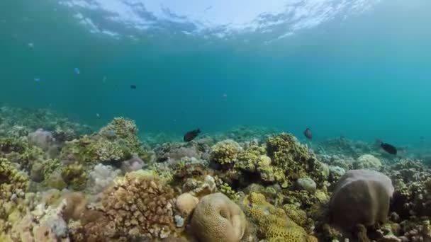 Arrecife de coral y peces tropicales — Vídeo de stock