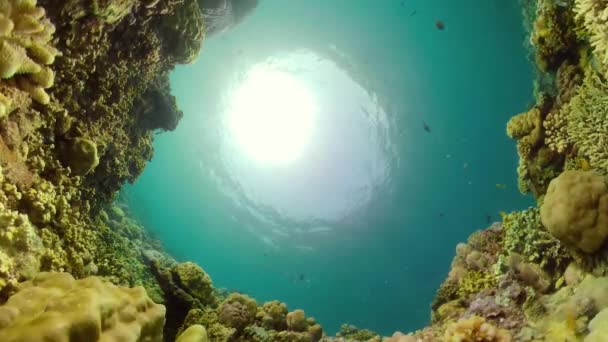 Recifes de coral e peixes tropicais — Vídeo de Stock