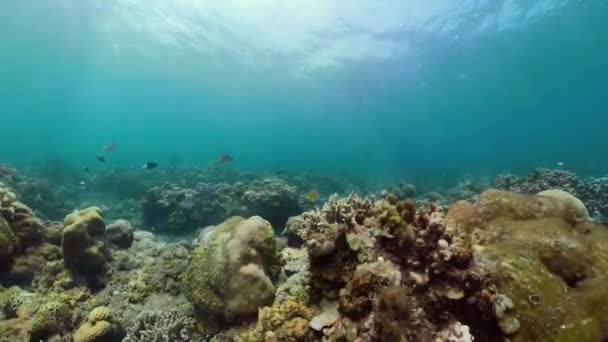 Arrecife de coral y peces tropicales — Vídeo de stock